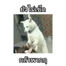 ราชาจระเข้ขึ้นบัว เพลง บาซูก้า GUNTRUM RANGER #edit #ฟีดดดシ #fyp #แซ่บ #กินหมา 