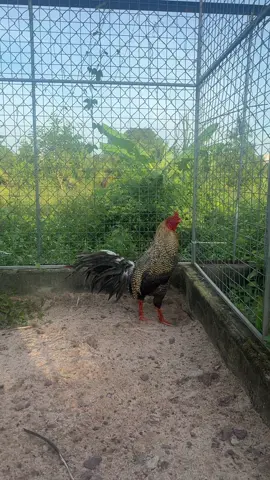 #xuhuong #vuivemoingay❤️ #yeudongvat 