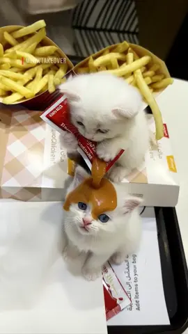 المياو احتل ماكدونالدز الفرع  الثاني! 😾💪🍟 Kittens pulling up to McDonald’s at 67 in an unreleased Bugatti twin turbo while running #cattok #kittens #ميو #جيش_المياو 