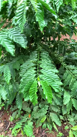 siêu phẩm sử sụng đạm cá AMINO + humic