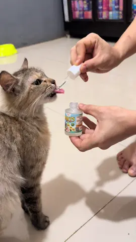 Jamur nya udah sembuh pakai ini #cintapuco #cintakucingyatim #kucingyatim 