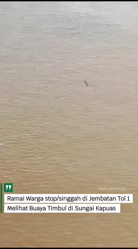 Seekora Buaya Berukuran Besar Menampakkan Diri Di Sungai Kapuas (9/11/2025) #pontianak #fyp #CapCut 