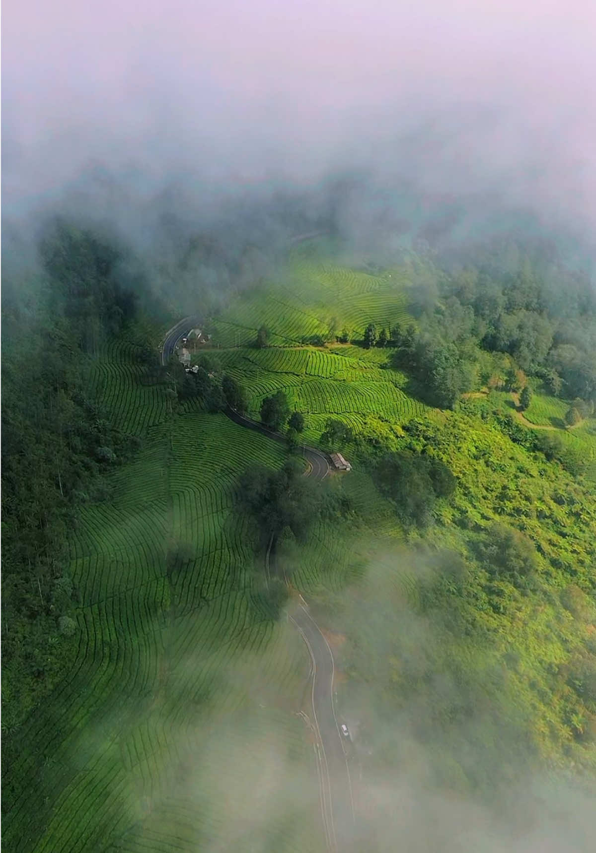 There’s something magical about mornings in Rancabali. The hills breathe out mist, the air smells like tea leaves, and everything glows with a quiet kind of beauty. Sometimes peace isn’t found in silence, it’s in the soft hum of nature and the warmth of a fresh cup of tea in your hands.  Cr/ig: hens4m 📍 Rancabali, Ciwidey - West Java #WonderfulIndonesia #ExploreJava #NatureEscape #GreenParadise