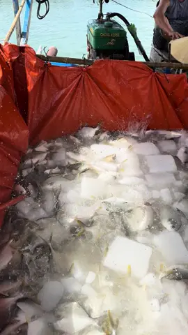 Ngư dân lại lượm lúa. 🐠🐟🐬🐳🐋🦈