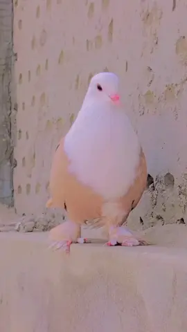 سنگت ویڈیو وائرل کریسو آپ ہیں ❤✌💙