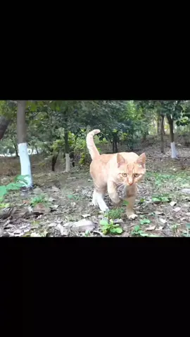 TW: the kitten will step out of the screen to kiss you cr: 咪欧 (douyin) #cat #fyp 