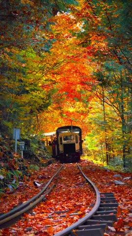 紅葉トンネルを走るトロッコ列車🍁 📍Akasawa Natural Recreation Forest -赤沢自然休養 Nagano,Japan 🍂トロッコ列車からは、紅葉のトンネルをくぐるかのような幻想的な景色が楽しめるよ🚂🍂 Date:2025/11 @Xuân Thuần  #autumn #nagano #aki #lado 