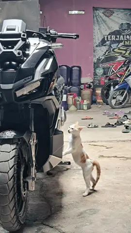 #hondaadv #xadv #adv160 #fyp #CapCut 