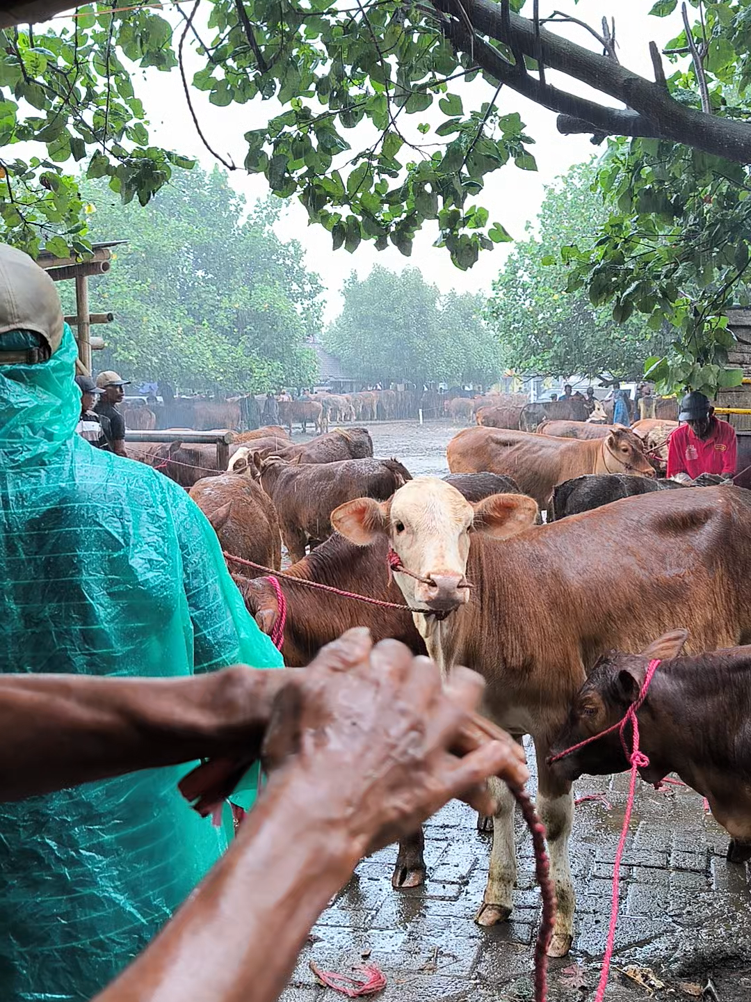 Pasar hewan Ambulu #peternaksapiindonesia #ambulu #sapi #hujanbadai