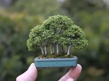 cụm rừng siêu mini#bonsai #bonsaimini #bonsaitree #bonsaitips #bonsaiart 