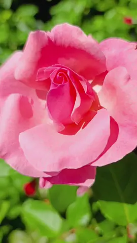 Bir Yerde Yaşam Varsa, Orada Umut da Vardır... 