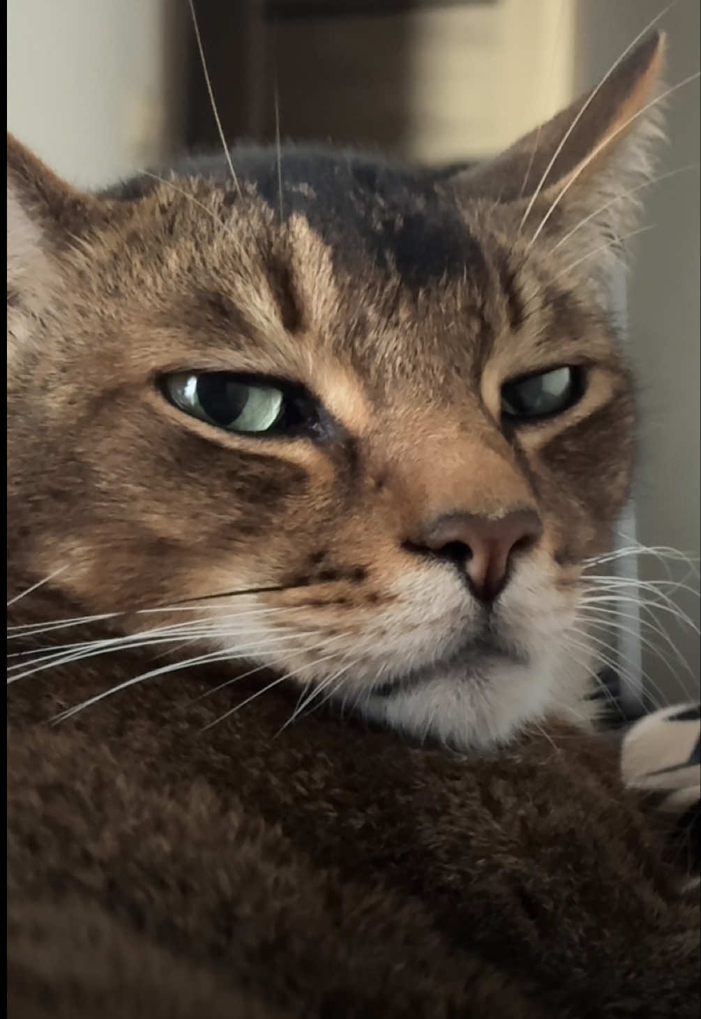 Вот такое мурчало выросло 