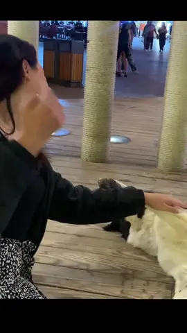 لو واحده بتعشق واحد 🎼🤍 