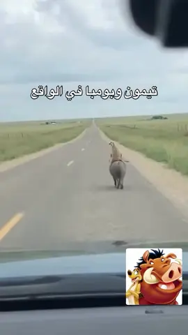 تيمون وبمبا  على ارض الواقع 😂