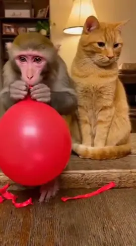 Monkey Blames Cat for HIS Balloon Disaster #Cat #Cats #catsoftiktok #Monkey #funny 