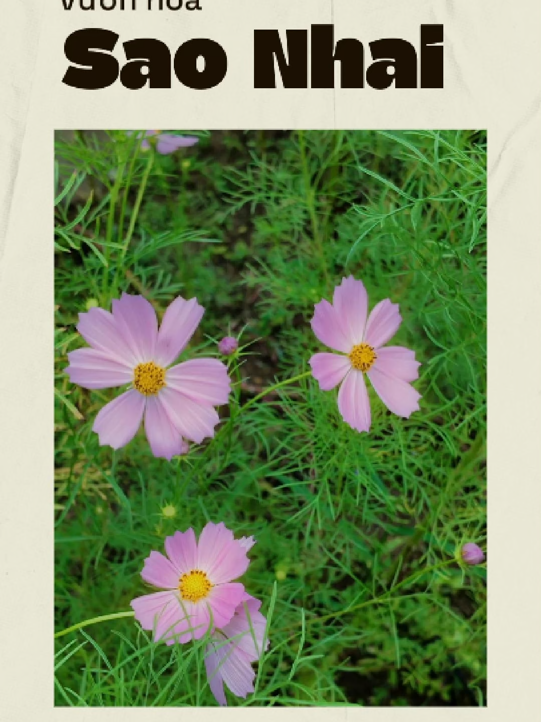 Vườn hoa sao nhái ở Thung Nham đang nở rộ, sắc hoa dịu nhẹ giữa không gian xanh khiến ai ghé qua cũng muốn dừng lại thật lâu 🌼#thungnhamninhbinh #VITAGreen #xuhuong #ninhbinh