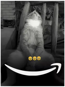 🤣 #funnymoments #funnycat #fypシ゚viral 