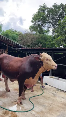 Dakarrr✨#sapijumbo #peternakmuda #peternaksapiindonesia #fypシ゚ #sapiviral 