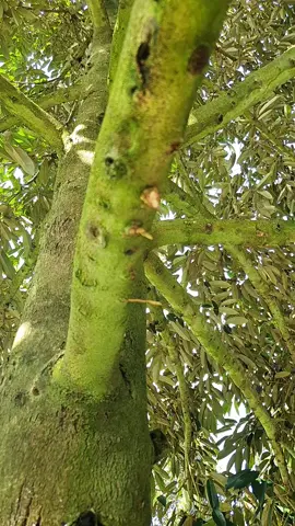 phải lải những cành bơi mới nhú Nguyễn Hùng Chào các bạn hiền!