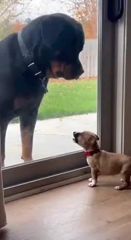 Oh, who opened the door?  🤕😶‍🌫️😵😦 #dog #dogfunny #cuteanimals #rottweiler #puppy 