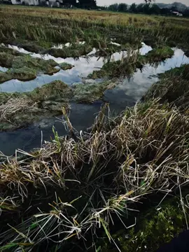 既然如此一来可以了我的朋友的话就能 将来要在中国人在微博帐号的观点的观 phiên chợ đông người ta chê giọng nói nó nhạt lớn chậm thôi đời nó bạc lắm..#xuhuong 