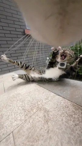 Daily interactions between Maxwell (Dou Sha) and his tabby brother Dou Juan#catsoftiktok 