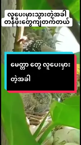 #tiktok #foryou #fyp #creatorsearchinsights @Mee Nge🌸 @သုတ ရသ📒 @Korea_grandma @ROSÉ @JENNIE @NOSY SOA PARK  @A.B.C...(1.2M)  @A.B.C...(1.2M)  @A.B.C...(1.2M) 