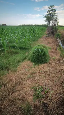 🫀🥀#sobatngaritnusantara🔥🔥 #peternakmuda #ngaritsukettttt  #fyppppppppppppppppppppppp 