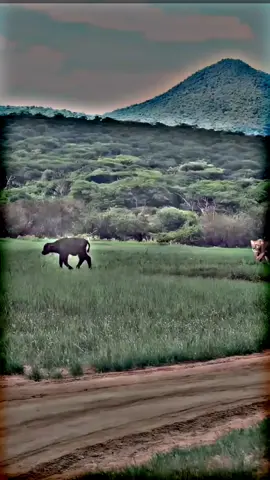 #foryou #video #Anemalvideo #foryouvideoplz🙏🙏 #rawalgurmani 