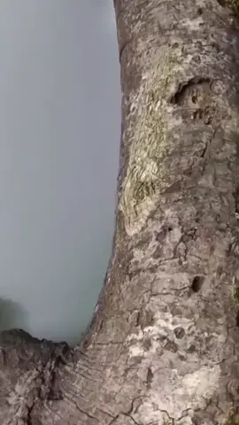 #bird #animals #camouflage #amazing #viral 