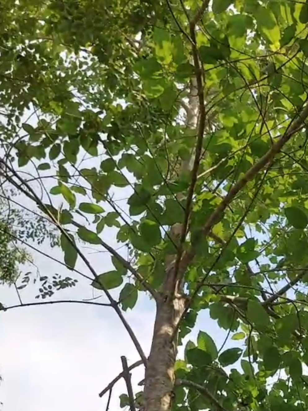 วัยรุ่นมาเบิ่งนี่ป่าข้างบ้านให้ตัดทิ่มเฮ็ดจังใด้ดี #วัยรุ่นลาว #วัยรุ่น  #แรงงานลาวในไทย🇱🇦🇱🇦🇹🇭🇹🇭 #แรงงานลาว 