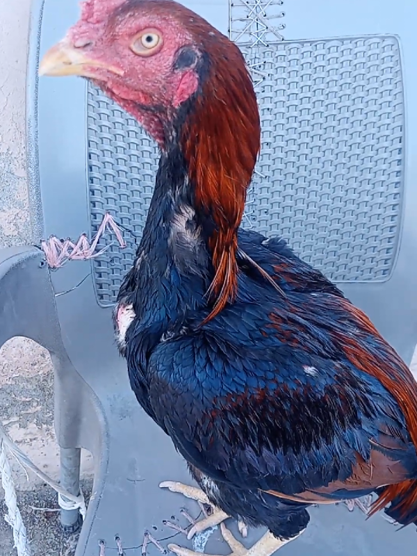 MashAllah shoq karo son of king Markhor 🔥🔥🔥🔥♥️🔥♥️🔥👑🔥#fypppppp#treadingvideo #foryoupages #unfreezmyaccount @❤️‍🔥(اسیل شوقین)AqiB Ali❤️‍🔥 @️RAWALAKOT 