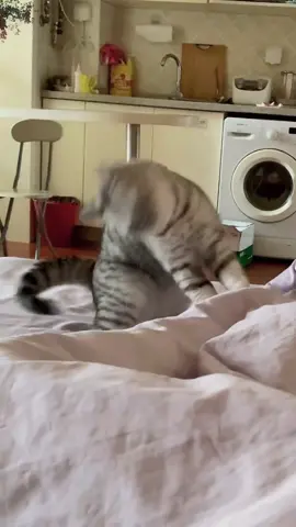 Dance to the beat 🐱 🐈 #cat #catsoftiktok #fyp #funny #funnyvideos 