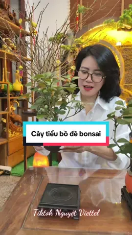 Cây tiểu bồ đề decor bàn trà #tiktokshop #xuhuong #nguyetviettel #caycanhdeban 