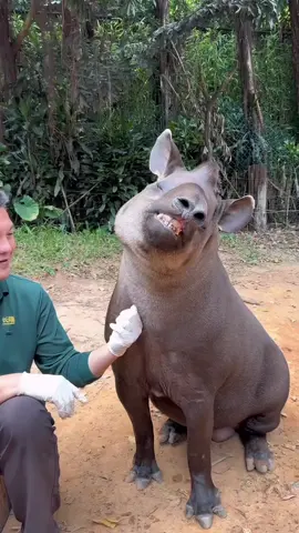 Nó phêeeeee thì thôi nhé 😂#heovoi #petcute #khoanhkhacdangyeu 