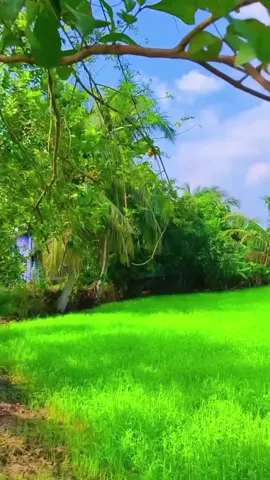 chiều mộng mơ nhưng cũng nhiều suy nghĩ #xuhuongtiktok #xuhuong 