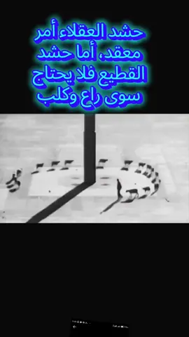 معظم الناس يظنون أنهم أحرار_حشد العقلاء أمر معقد _أما حشد القطيع فلا يحتاج سوى راع وكلب_جوستافلوبون#فلسفة #تصميم_فيديوهات🎶🎤🎬 #كلمات #مقولات #مشاهدات 