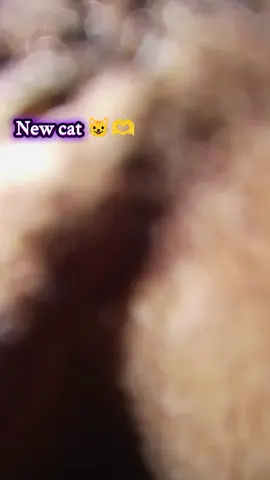 New cat 😁😺#yppシ゚viral🖤tiktok #yppシ゚viral🖤tiktok #yppppppppppppppppppppppppppppppppppppシ #yppシ゚viral🖤tiktok #yppシ゚viral🖤tiktok☆♡🦋゚viral🖤tiktok☆♡🦋 @TikTok Bangladesh @Tiktok FORYOU @Tiktok Followers 