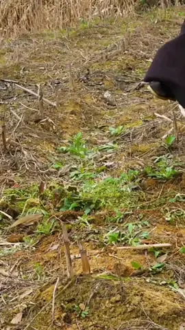 How to make delicious three-layer pork chopsរបៀបឆាសាច់ជ្រូកបីជាន់អោយឆ្ងាញ់#fyp  #cooking  #foryoupage  #fyp  #foryou 