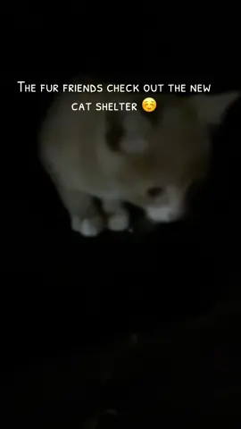 Since the weather is changing and the temperature is dropping,we took a cat shelter over to the fur friends. My son put Button inside and let her check it out. She stayed inside for a while. Then she came out to eat and drink. Friend checked out the shelter as well. Before we left Button went back in by herself and she looked quite cozy in there.❤️#PetsOfTikTok #animallover #furfriends #cats 