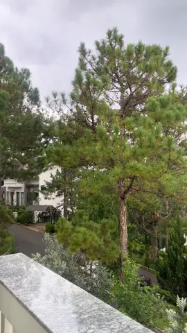 Thích cảm giác này quá 🌲🍃☘️🌿🍀🕊#khachsan #xh #resorts #dalat 