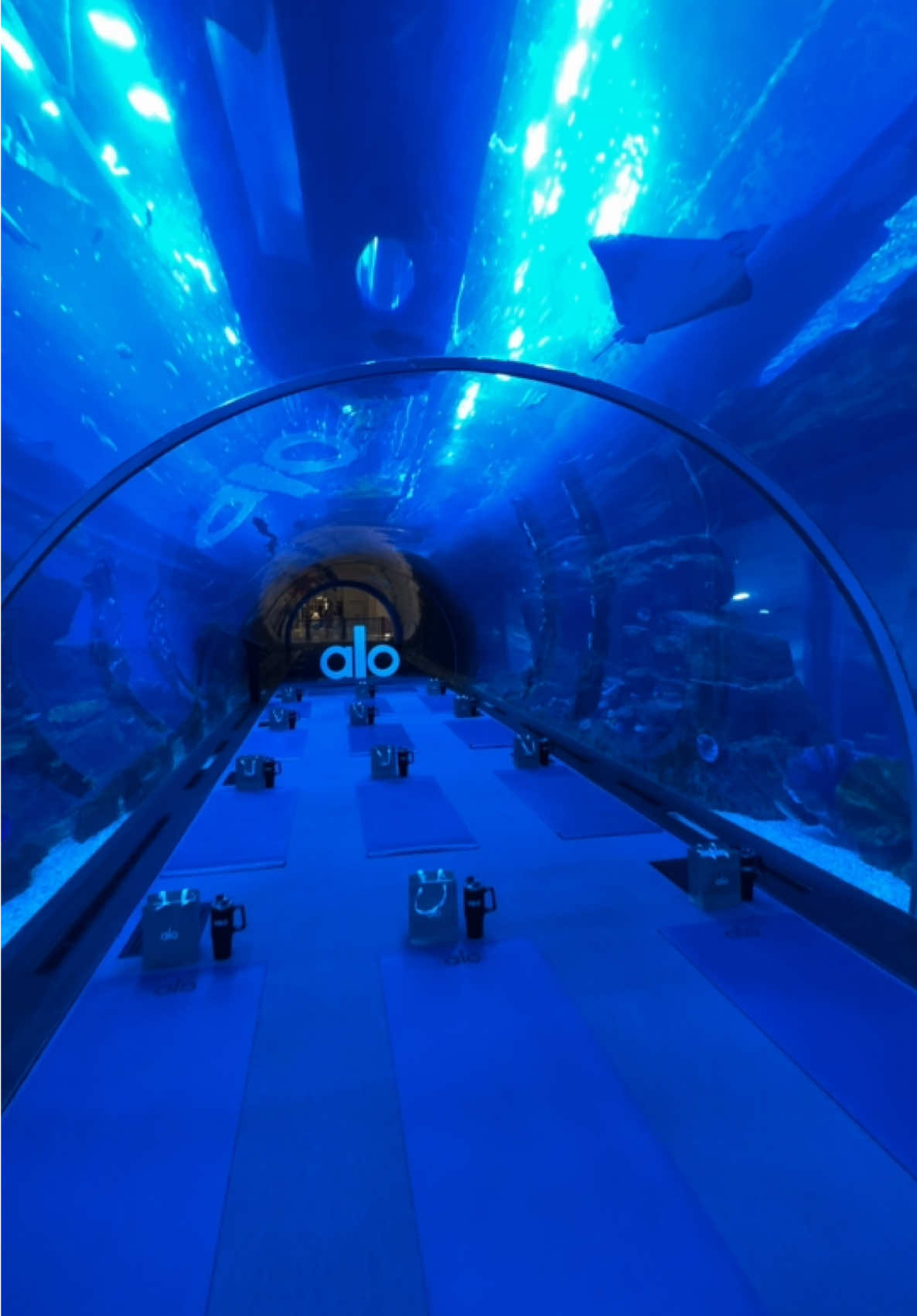 7am underwater Vinyasa yoga with Alo, the most peaceful morning 🐳🩵 #alo #aloyoga #dubaiaquarium #dubaimall #dubaiaquariumandunderwaterzoo  