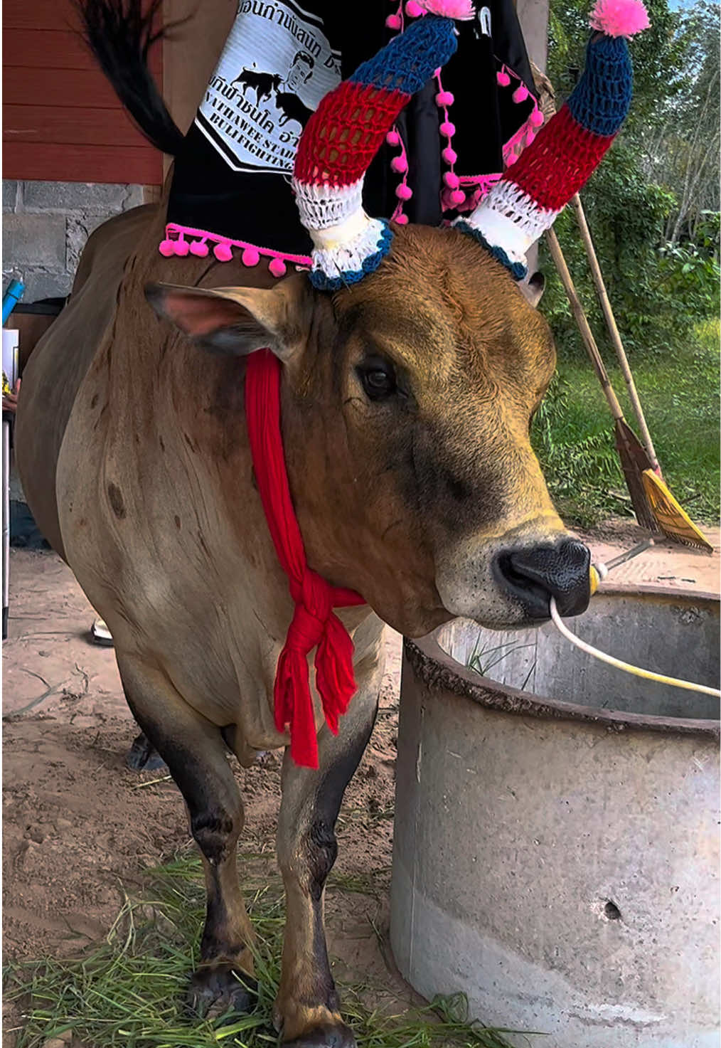 #ลังสาดนพเก้า #ค่ายโคเพชรโอเอี่ยม #วัวชนสงขลา #fyp 