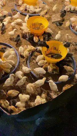 Selagi masih muda jangan pernah menunda-nunda sebuah usaha #fyp #peternakayam #ayamkampungsuper #ayamjoper #peternakmuda 