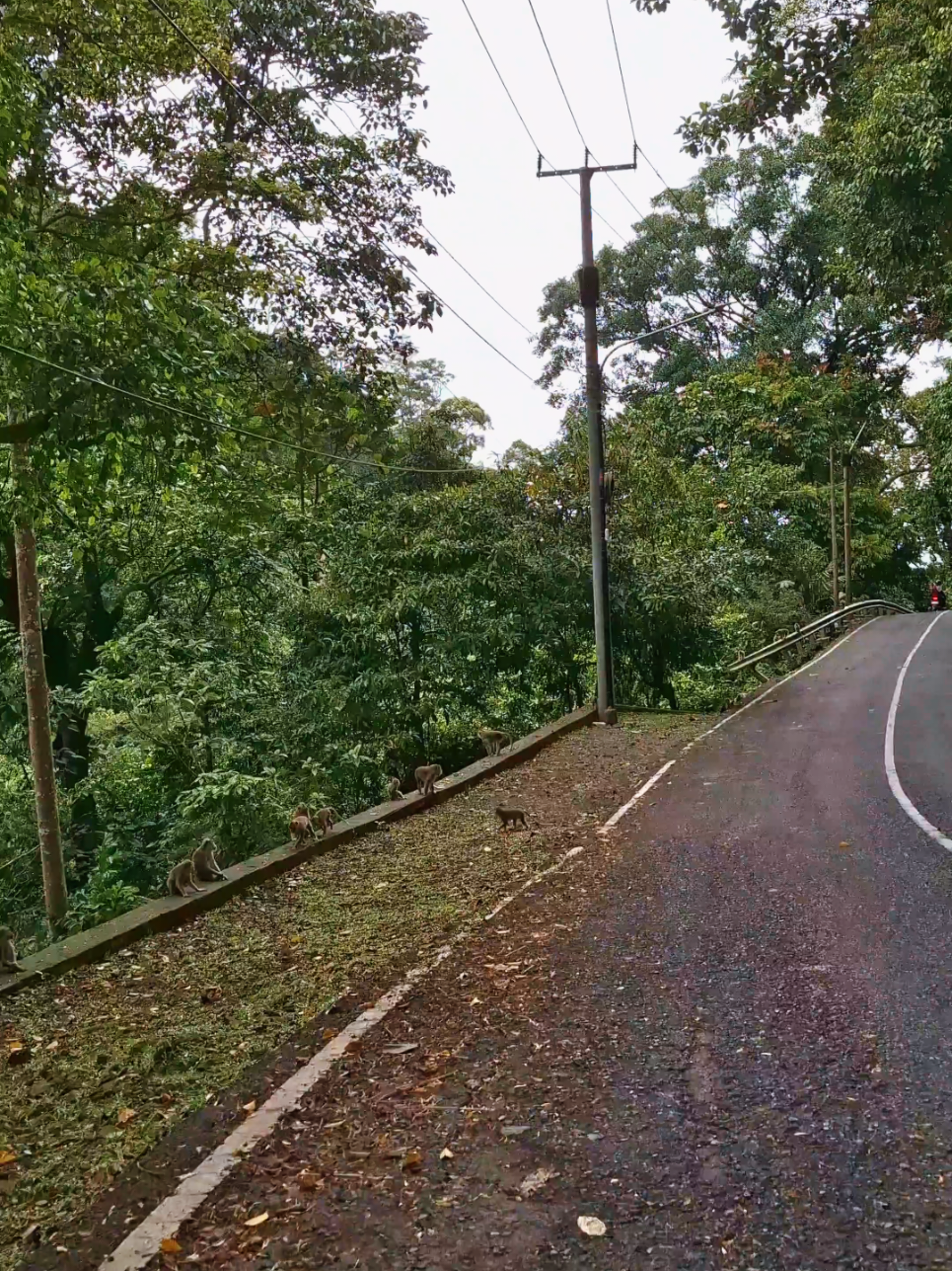 Penampakan Penghuni Tanjakan Cikidang  #motovlogger #halimunsalak #cikidang #hutan #pemandangan 