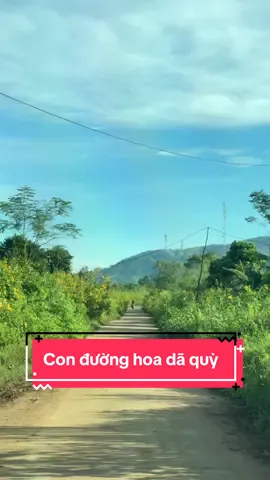 Con đường đầy hoa dã quỳ ở Chư Đăng Ya, chỉ 1 tuần nữa là đến Lễ hội nhưng ko còn sự náo nhiệt như những năm trước, sự chuẩn bị là con số 0, hầu như chỉ là những vườn hoa cá nhân, hoa cũng bị xơ xác nhiều sau bão số 13. Thôi đi trước để khỏi bon chen, nhưng mà Chủ Nhật vắng khách thật... #khoilangthang #hoadaquy #chudangya #gialai #fyp 