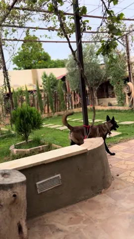 #كلاب_شرسة #كلاب #ليبيا #fyp 