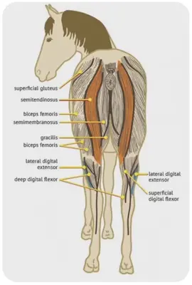 #medicinaequina #miologia #muscle #musculos 