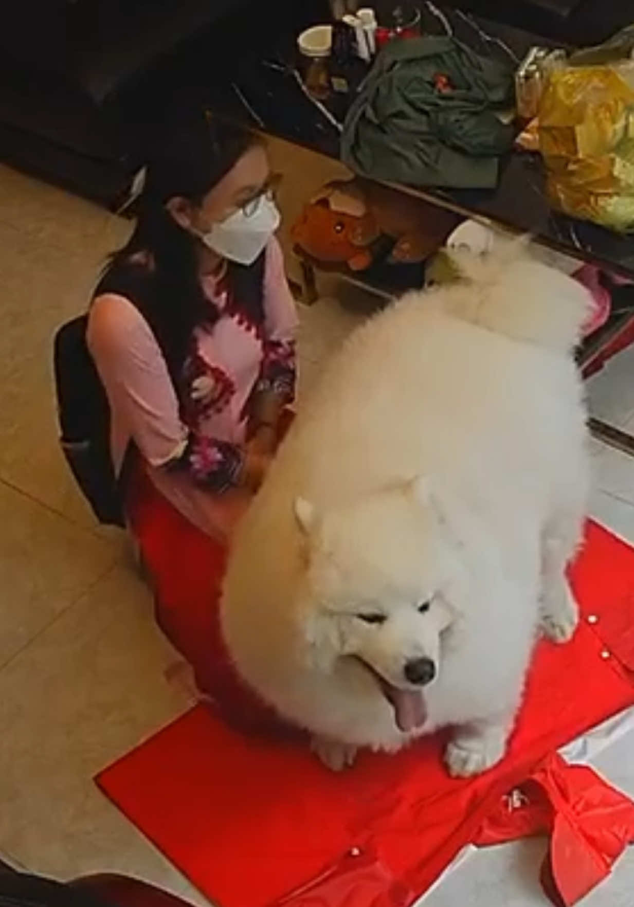 #samoyed #Home #doremon #dogsoftiktok 