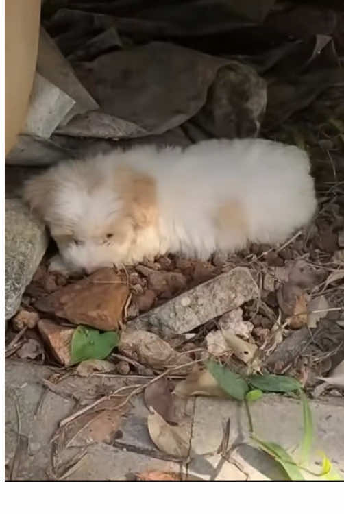 The stray kittens were meowing in the park, calling for their mother. I didn't see her paying attention so I decided to adopt them. #rescue #animals #dogs #rescue #animals 